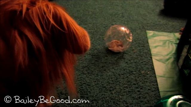 Bailey the Shepherd/Leonberger Mix & Bubba the Dwarf Hamster смотреть онлайн