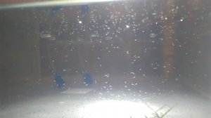 Разведение кардиналов.