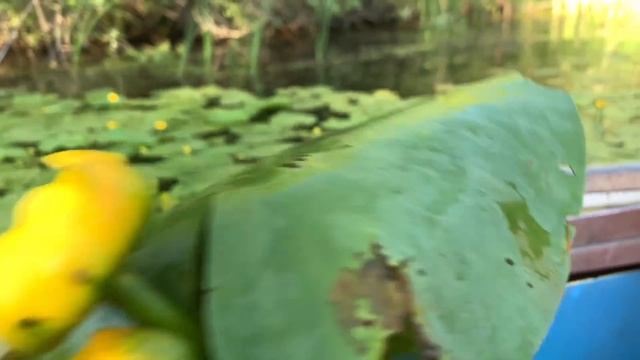 Моя мечта сбылась! Это самый красивый ролик смотреть онлайн