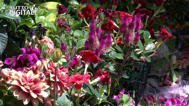 JVC GY-HMQ10, videocamera 4K смотреть онлайн