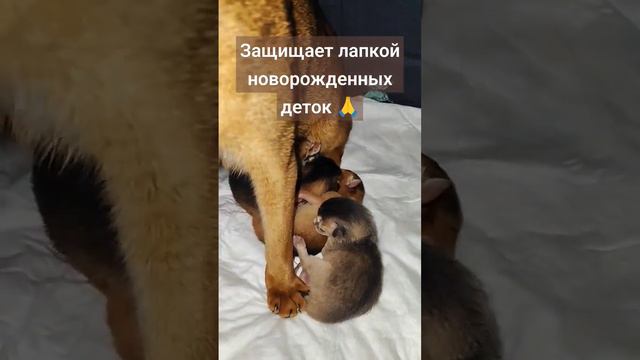 Абиссинская кошка родила котят 😇😇😇😇 #абиссинскиекотята #абиссинскаякошка #абиссинский_котёнок #love