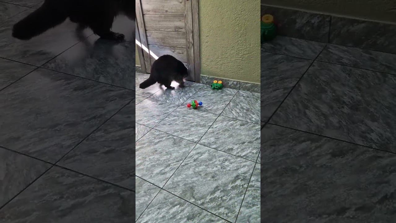 ▷Енот что-то унюхал◁ смотреть онлайн