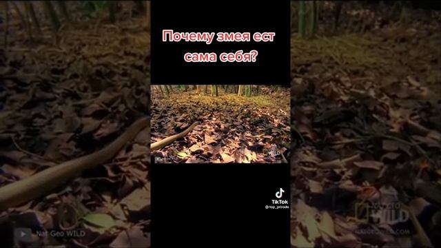 Почему змея ест сама себя смотреть онлайн