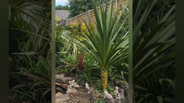 Cordyline Australis time-lapse 2 years of growth (zone 8 climate) uk смотреть онлайн