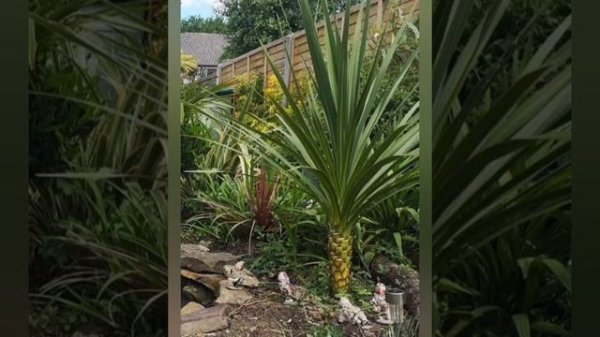 Cordyline Australis time-lapse 2 years of growth (zone 8 climate) uk