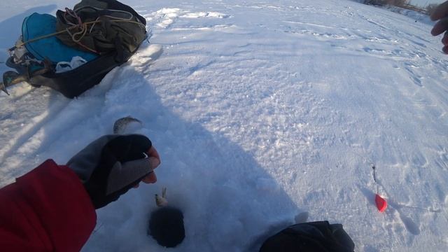 Пошел за крупным окунем, а поймал...зимняя рыбалка 2021- 2022 . Рыбалка 2022 смотреть онлайн