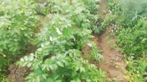 Бизнес на картофелеводстве. Первый опыт. Рентабельность