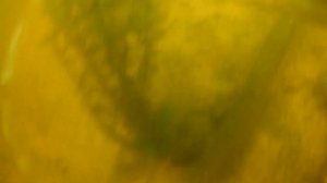 ЛОВЛЯ РАКОВ В КОСТЮМЕ AquaDiscovery.ПОДВОДНАЯ СЬЕМКА