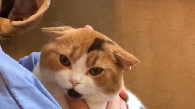 Даем таблетку взрослой кошке смотреть онлайн