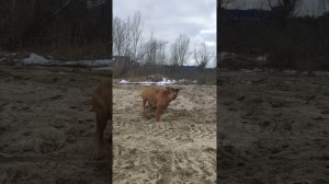 Питбуль vs Ка де бо / pitbull vs ca de bou