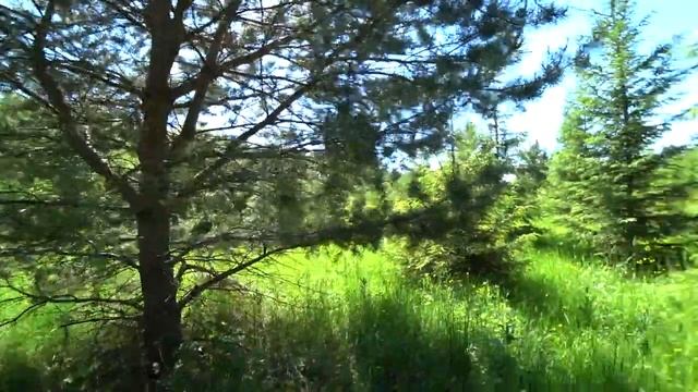 Летний поход в лес 9 июня 2020 (2 часть) смотреть онлайн