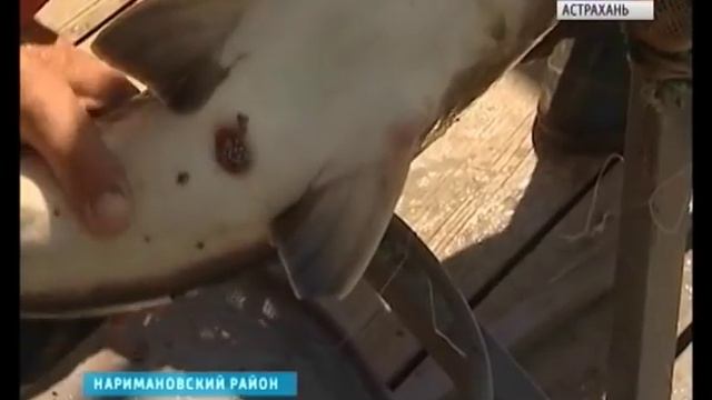 Астраханские рыбоводы получили чёрную икру, не нанося вред рыбе смотреть онлайн