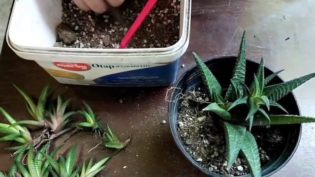 PROPAGATION OF HAWORTHIA LIMIFOLIA | HOW TO HAVE A LOT OF PUPS | Jerick Dionido смотреть онлайн