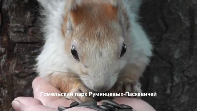 самый длинный ролик про - ручная белка - skuirrel.mpg смотреть онлайн