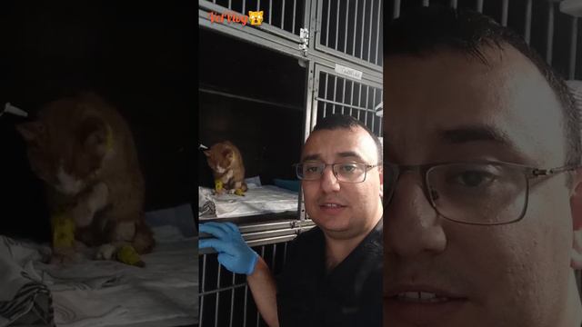 Рыжий 🐈 продолжение истории 😞 смотреть онлайн