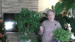 УХАЖИВАЕМ ЗА ФИКУСОМ ПРАВИЛЬНО! ДЕЛЮСЬ СВОИМИ СЕКРЕТАМИ!