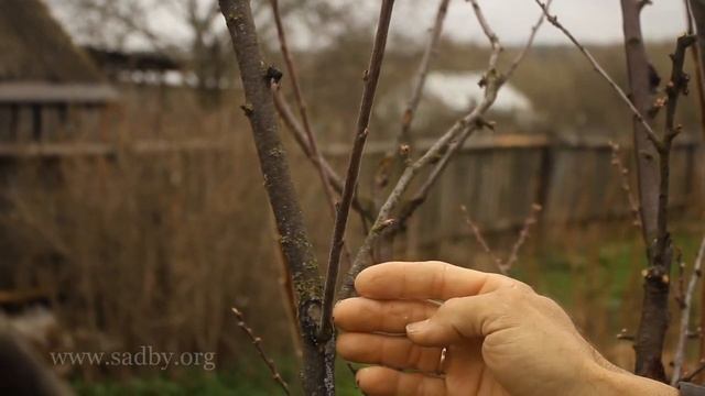 Алыча: обрезка. Урок 20 видеокурса "Обрезка плодовых деревьев" © смотреть онлайн