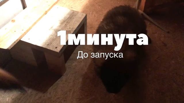 Автокормушка для крупных и мелких собак | Dog Auto feeder for Caucasian shepherd смотреть онлайн