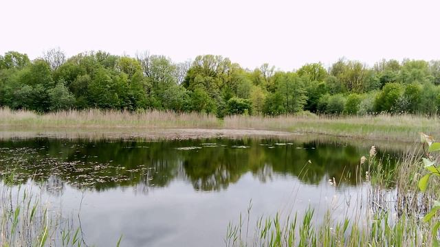 Пение птиц смотреть онлайн