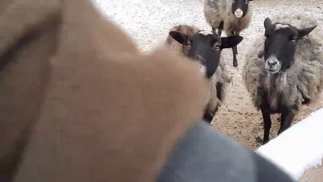 ЗООПАРК. смотреть онлайн