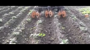 Послевсходовая обработка междурядий картофеля самодельными ежами минитрактором Кентавр