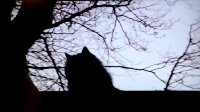 Кошки ловят птиц смотреть онлайн