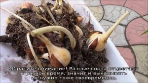 Когда пересаживать тюльпаны после цветения