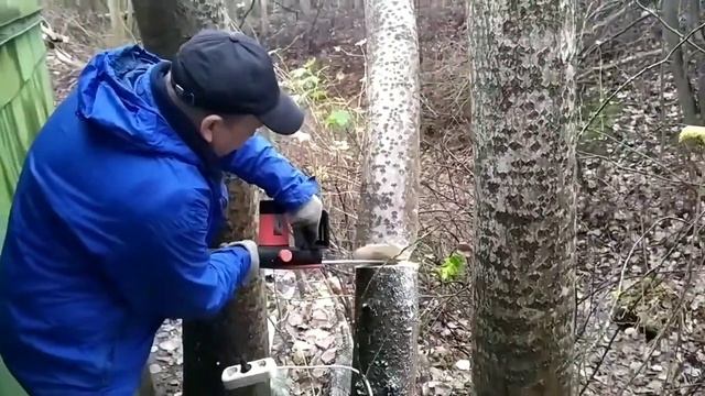 Спиливаю осины около дома с помощью цепной электропилы!!! смотреть онлайн