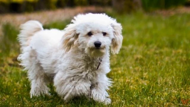 Бишон фризе (фр. Bichon a poil frise) смотреть онлайн
