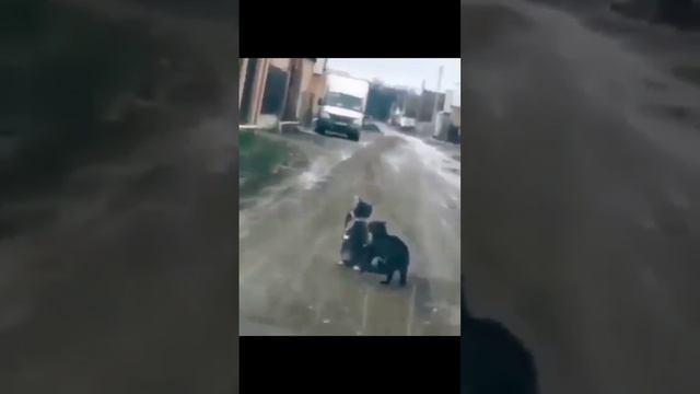 Боевые коты - Успокаивающий ошейник #shorts #кот #кошка #ошейник смотреть онлайн