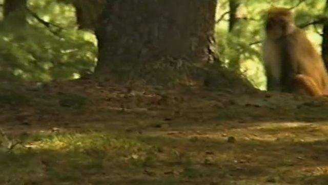 УРОКИ ЮН ЧУН В ГИМАЛАЯХ 1996г. смотреть онлайн