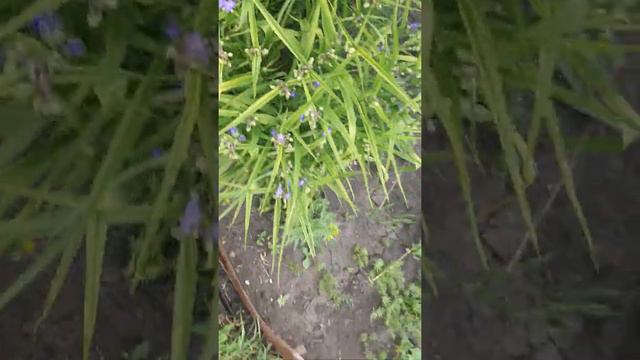 Повесила картину маслом. Привезла стиралку. Середина июля. смотреть онлайн