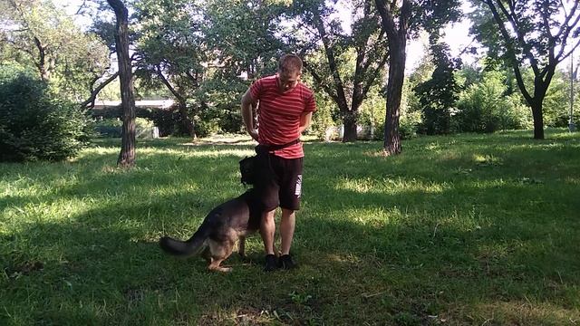 Немецкая овчарка| Как научить собаку ходить задом по кругу| Дрессировка немецкой овчарки смотреть онлайн