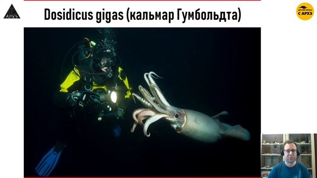 "Великие фильтраторы и легендарные чудовищ |рубрика "Неурочные беспозвоночные" с Вадимом Марьинским смотреть онлайн