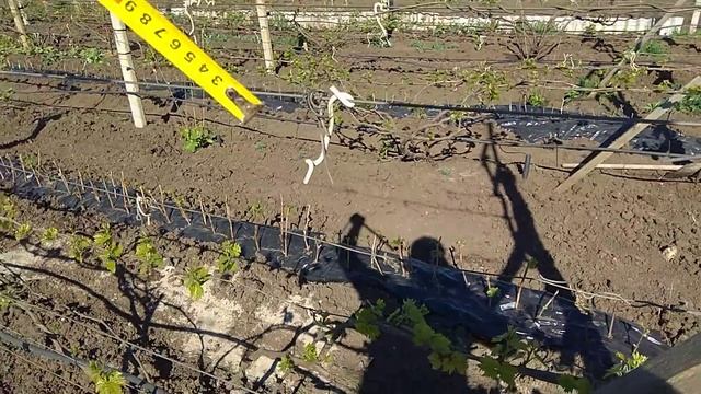 Шпалера для винограда,мои размеры смотреть онлайн