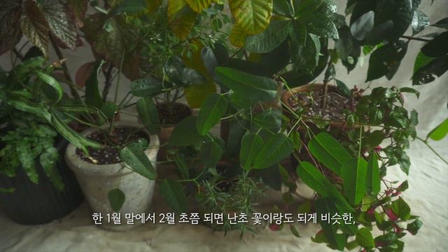 ENG)15도부터 0.8도까지🌡️ 최저기온을 찍은 베란다 식물일기🎄, 튤립 수경재배 (feat.songdangnamu)🌷, 가벼운정원 계정 소개, 얼어붙은 흙들 ep.81 смотреть онлайн
