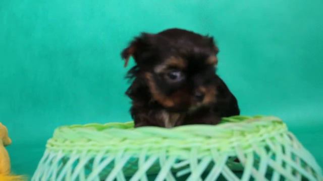 MVI 6052 смотреть онлайн