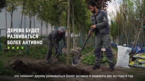 Как посадить каштан? Как правильно посадить каштан на участке?