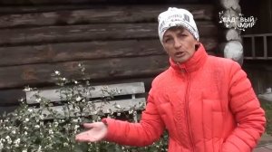 Неприхотливые растения для сада  Снежноягодник. Сайт "Садовый мир"