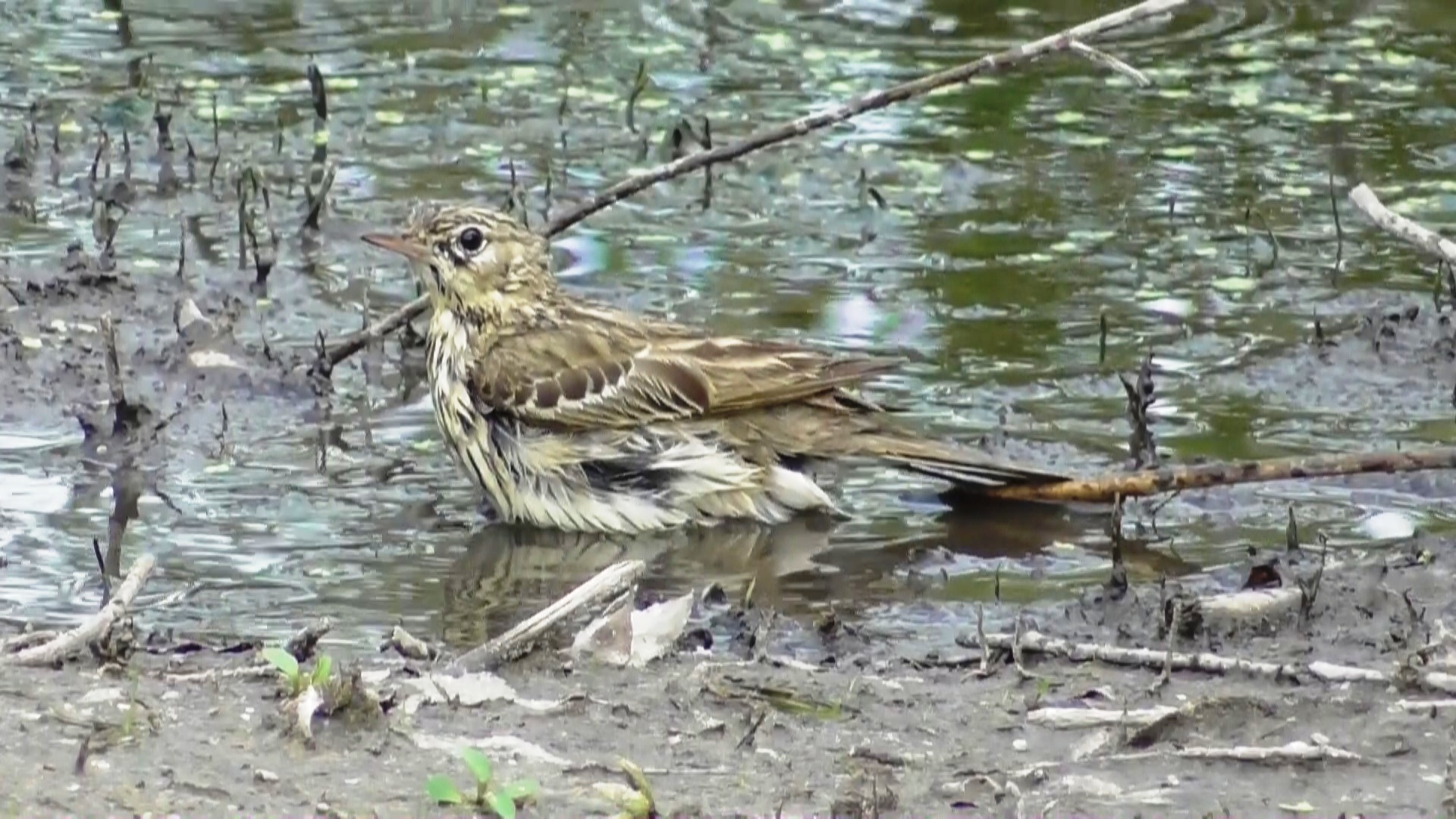Конёк купается ( Anthus pratensis ) смотреть онлайн