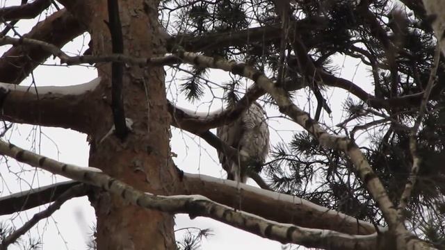 Песня ястреба тетеревятника смотреть онлайн