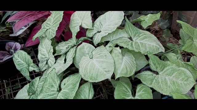 เงินไหลมา / ออม ไม้มงคล ปลูกแล้วรวย Varieties of syngonium смотреть онлайн