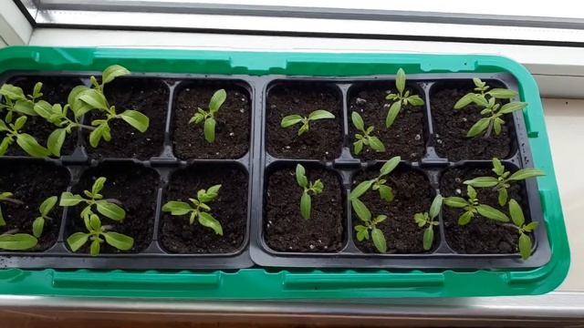 Пропадает рассада помидор. Чёрная ножка. Как правильно ухаживать. Гибель рассады. смотреть онлайн