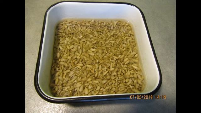 Технология проращивания семян подсолнечника для еды. смотреть онлайн