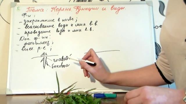 Корень. Функции и виды корней. смотреть онлайн