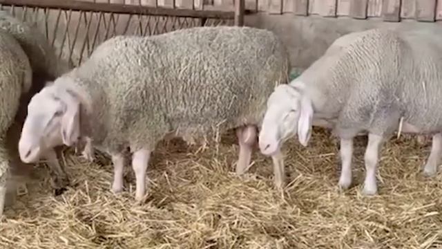 Мериноланд овцы! Где купить овец Мериноландшаф в России! Разведение овец как бизнес! Овцеводство смотреть онлайн