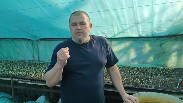 [ВАЖНАЯ ПЕРВАЯ ПОДКОРМКА] РАССАДЫ , РАЗВИТИЕ КОРНЕВОЙ СИСТЕМЫ смотреть онлайн