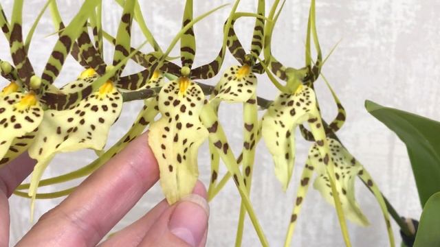 Brassia /Брассия/ - орхидея для новичка!