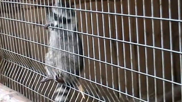 Бердянский зоопарк Сафари смотреть онлайн