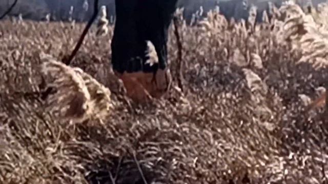 Бобры смотреть онлайн